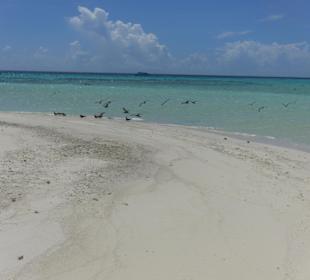 Sandbank