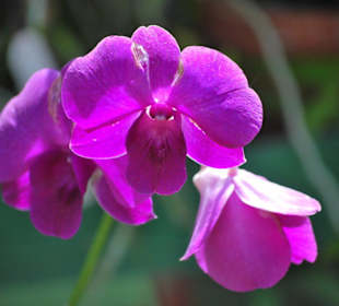 Orchideenhaus Kandy