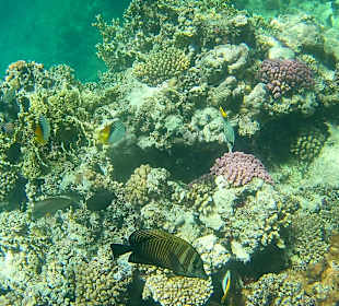 Schnorcheln Marsa Alam