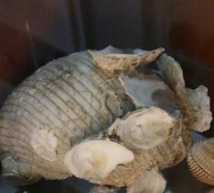 Mytilíni