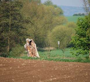 Der interessante Baumstumpf von oben.