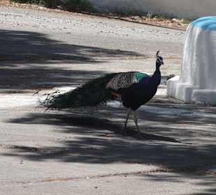  Profitis Amos - Faliraki