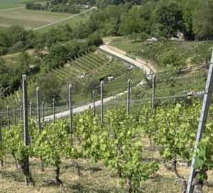 Weinlehrpfad Wurmlingen