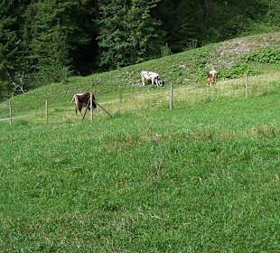 Lanovka