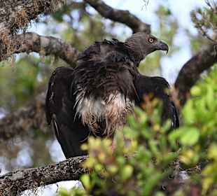 Graukopfseeadler im Bundala NP