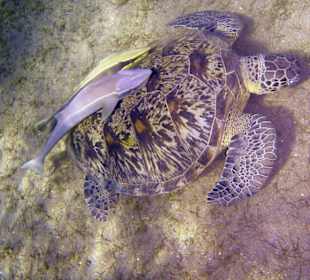 Podwodne życie w Abu Dabab