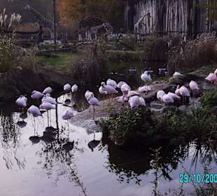 Flamingos vor Giraffen
