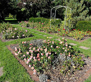 Spaziergang durch das Rosarium des Stadtgartens