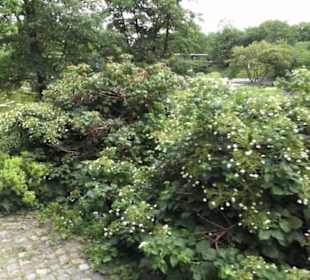 Alter Botanischer Garten