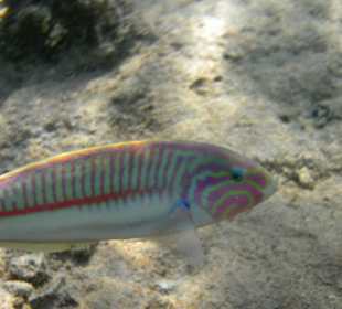 Lippfisch am Strand