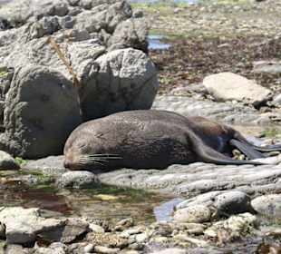 Robbe an der Kaikoura Halbinsel