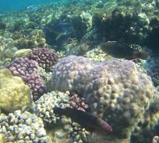 Ein Traum am Hausriff Hotel Iberotel Coraya Beach