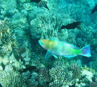 Schnorcheln Makadi Bay