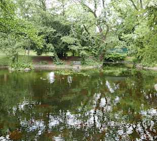 Ein schöner Weiher im Stadtpark