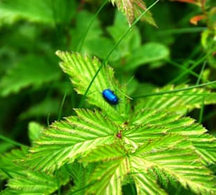 Insekten am Grünsee super