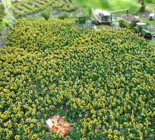 Miniatur Wunderland - Para w słonecznikach...