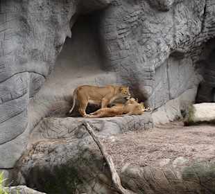 Löwen liegen in der Sonne