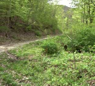 Wandertour durchs Reissenbachtal Oberhausen