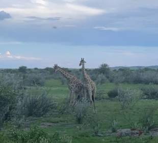 Etosha Park Tier