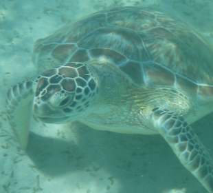 Meeresschildkröte