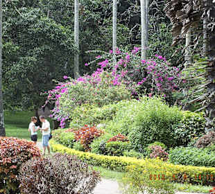 Botanischer Garten Kandy