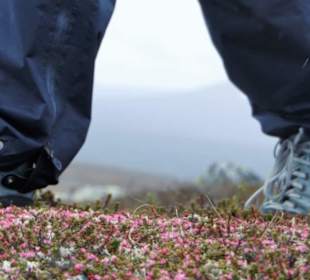 Erfahren Sie mehr über die Bergpflanzen!