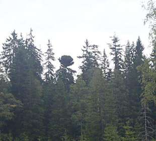 Kladská - rašeliniště