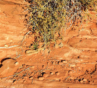 Klapperschlange am Horseshoeband