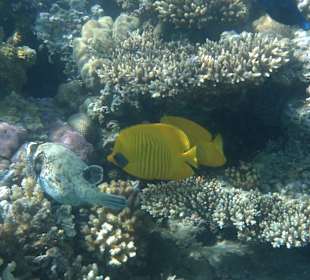 Maskenfalterfische und Maskenkugelfisch