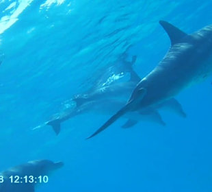 Delphin-Tour