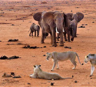Trauernde Elefantenfamilie vertreibt Löwen 