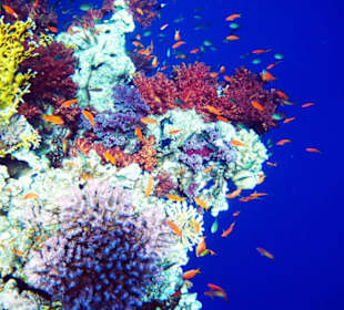 Wunderschöner Weichkorallenbewuchs
