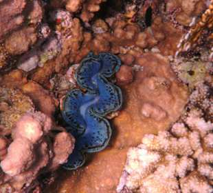 Muscheln im Hausriff Tulip Resort