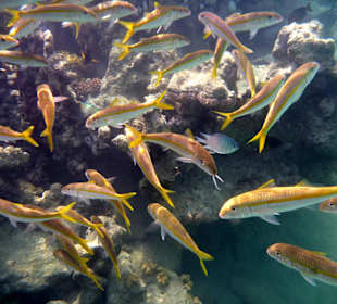 Fischschwarm am Hausriff