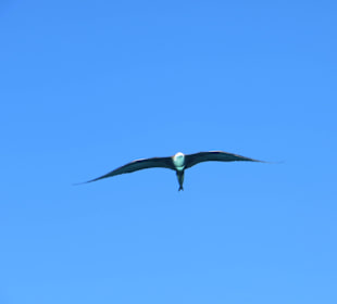 Möven auf der Saone Tour über dem Boot