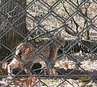 Wildpark Betzenberg in Kaiserslautern