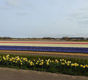 Wandern Noordwijkerhout