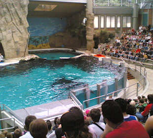 Im Delfinarium
