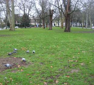 Blick über den Hofgarten