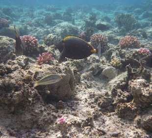 Korallengarten Gorgonia Beach