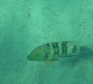 Schnorchel und Unterwasserkamara nicht vergessen