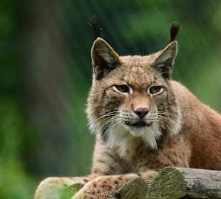 Glückliche Tiere im Paradies Wildpark Ferleiten.  