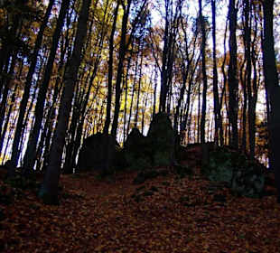 Affalterthal im Wald