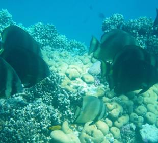 Traumstrand & Korallenriffe/Fische der Superlative