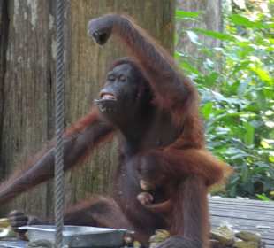 Po to przyjechaliśmy do Sandakan