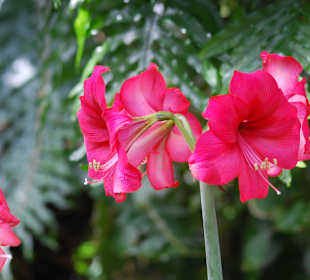 Blüte