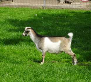 Ziege im Tierpark Petermoor