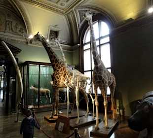 Naturhistorisches Museum