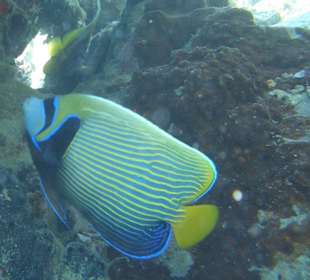 Imperator-Kaiserfisch