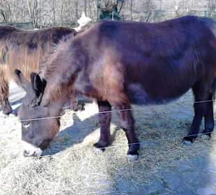 Tierpark Hellabrunn in München